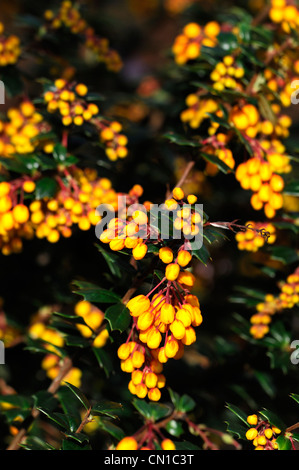 Berberis Darwinii orange Beere Beeren immergrüne Sträucher Blumen Blüten Pflanzen Porträts Berberitze stachelige Stockfoto