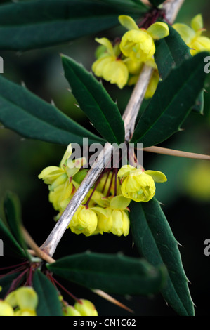 Berberis Pruinosa Frühling gelbe Blumen immergrüne Sträucher Blütenblätter Pflanzen Porträts Berberitze stachelige Berberitzen Berberis Stockfoto