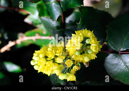 Mahonia Aquifolium Undulata Nanum Frühling gelbe Blüten Nahaufnahme