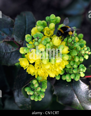 Mahonia Repens Frühling gelbe Blumen Bumble Bee Futter Fütterung Closeup parfümiert duftende immergrüne Sträucher immergrüner Strauch Stockfoto