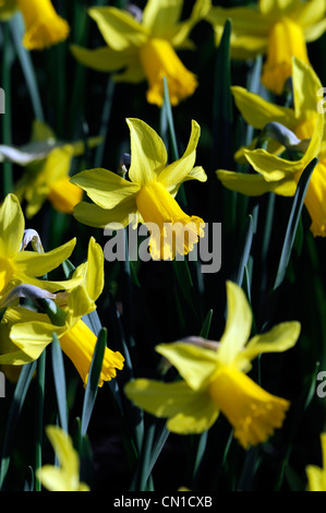 Narzisse Februar Gold Zwerg Cyclamineus Div 6 frühen Hybrid goldgelben Blüten Stockfoto