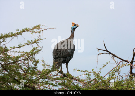Behelmte Perlhühner (Numida Meleagris), Samburu National Reserve, Kenia Stockfoto