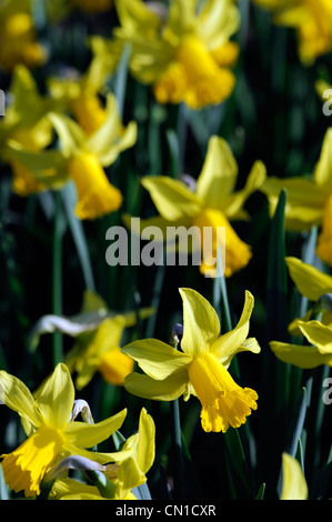 Narzisse Februar Gold Zwerg Cyclamineus Div 6 frühen Hybrid goldgelben Blüten Stockfoto