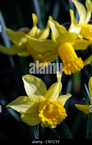 Narzisse Februar Gold Zwerg Cyclamineus Div 6 frühen Hybrid goldgelben Blüten Stockfoto