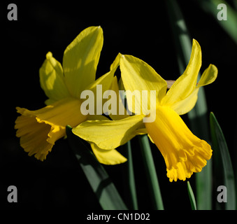 Narzisse Februar Gold Zwerg Cyclamineus Div 6 frühen Hybrid goldgelben Blüten Stockfoto