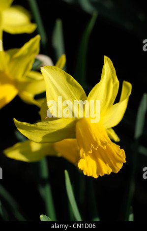 Narzisse Februar Gold Zwerg Cyclamineus Div 6 frühen Hybrid goldgelben Blüten Stockfoto