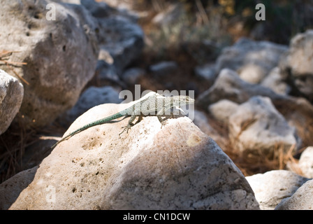 Kleine Eidechse Sonnenbaden auf einem Sommersonne an einem Strand auf Lastovo Insel in Kroatien. Sommer bin Strang in der Fernsehreihe. Stockfoto