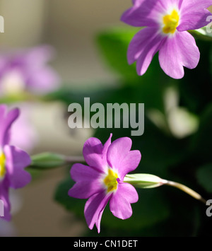 Primula Vulgaris Subsp Sibthorpii Blumen lila gelbes Auge Zentrum Primel Blume Flora Blumen Blüte Blüte lila lila Flieder Stockfoto