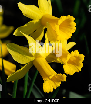 Narzisse Peeping Tom Zwerg Cyclamineus Div 6 frühen Hybrid lange, schmale Trompete flammte aufgebogen Blütenblätter goldgelb Stockfoto