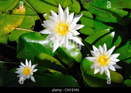 Wasser Lilien (Nymphaea) im Royal Botanic Gardens, Sydney, New South Wales, Australien Stockfoto