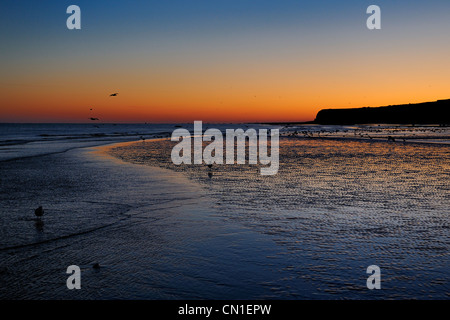 Frankreich, Seine Maritime Veules Les Roses, Möwen am Strand und die Klippen im Morgengrauen Stockfoto