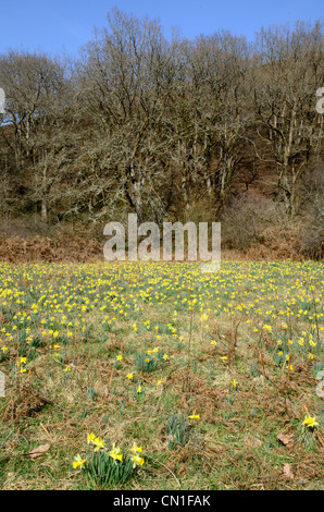 Teppich aus wilden Narzissen im Dunsford Wood, ein Naturschutzgebiet Vertrauen Devon Stockfoto