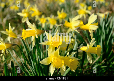 Wilde Narzissen im Dunsford Wood, ein Devon Wildlife Trust Reserve Stockfoto