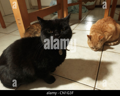 Drei Katzen sitzen unter einem Küchentisch Stockfoto