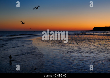 Frankreich, Seine Maritime Veules Les Roses, Möwen am Strand und die Klippen im Morgengrauen Stockfoto