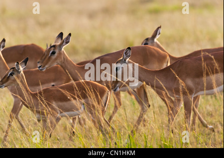 Thomson es Gazelle (Gazella Thomsoni) an der Savanah, Masai Mara National Reserve, Kenia Stockfoto