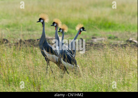 Schwarzer gekrönter Kran (Balearica Pavonina) an der Savanah, Masai Mara National Reserve, Kenia Stockfoto