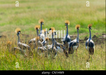 Schwarzer gekrönter Kran (Balearica Pavonina) an der Savanah, Masai Mara National Reserve, Kenia Stockfoto