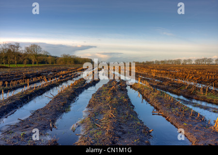 Einem schlammigen Maisfeld überflutet nach einigen regnerischen Wochen im Winter; Reifenspuren, die mit Wasser gefüllt sind. Stockfoto