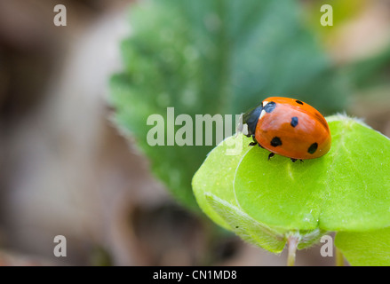 Sieben gefleckten Marienkäfer Coccinella Septempunctata, bereit um zu fliegen. Stockfoto