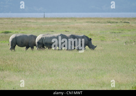 Vier weiße Nashörner grasen am Ufer des Lake Nakuru, Kenia Stockfoto