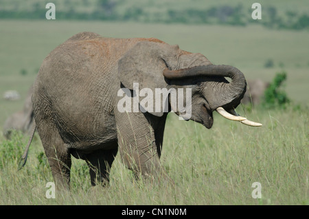 Afrikanischer Elefant Kalb Abschirmung Auge von der Sonne mit Stamm, Masai Mara, Kenia Stockfoto