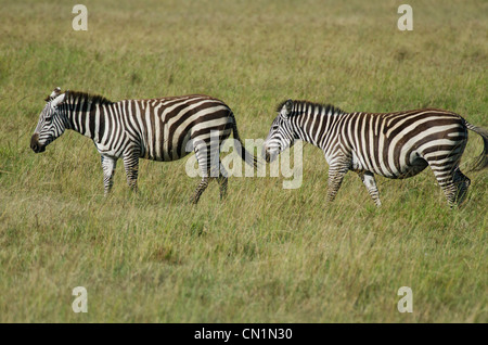 Zebras gehen am Abend, Lake nakuru Stockfoto