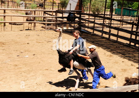 Straußen reiten im Cango Ostrich Farm in der Nähe von Oudtshoorn auf Garden Route, Western Cape, Südafrika Stockfoto