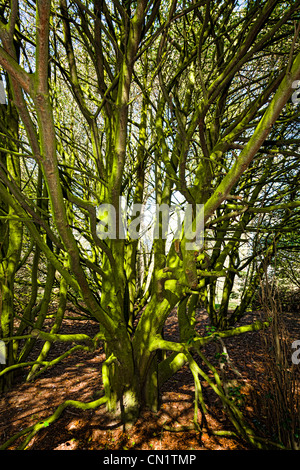 Flechten bedeckt Niederlassungen in ein Dickicht von einem kleinen Wäldchen, Norfolk, Großbritannien. Stockfoto
