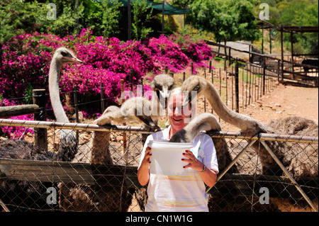 Touristischen Fütterung Strauße im Cango Ostrich Farm in der Nähe von Oudtshoorn auf Garden Route, Western Cape, Südafrika Stockfoto