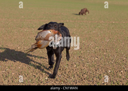 Schwarzer Labrador holt Rebhuhn auf Spielschießen in Norfolk Mitte November ab Stockfoto