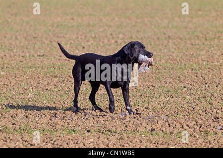 Schwarzer Labrador holt Rebhuhn auf Spielschießen in Norfolk Mitte November ab Stockfoto