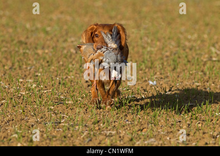 Cocker Spaniel abrufen rote legged Rebhuhn auf schießen Stockfoto