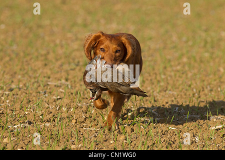 Cocker Spaniel abrufen rote legged Rebhuhn auf schießen Stockfoto