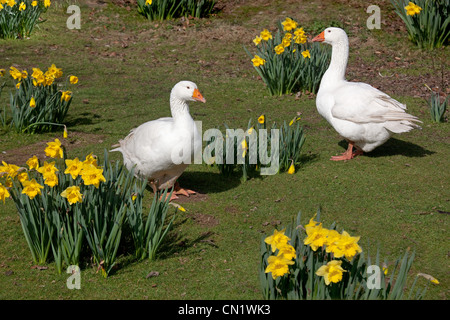 Emden-Gänse-Herde und Narzissen im Garten Stockfoto