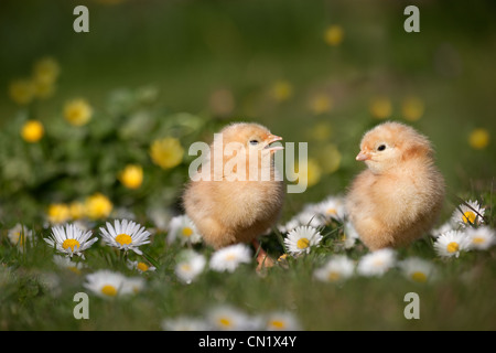 Frisch geschlüpfte Küken im Garten Daises auf Rasen Stockfoto