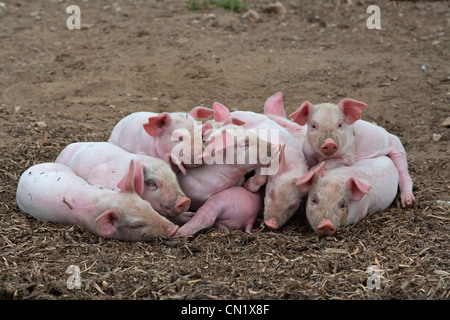 Ein Wurf großer weißer Hybridfferkel auf Buckinghamshire Small Holding Stockfoto