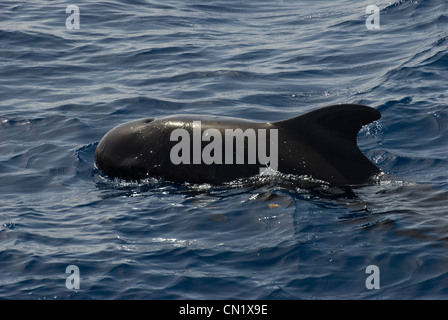 Kurz-finned Grindwal (Globicephala Macrorhynchus) auf Oberfläche aus Küste von Dominca Stockfoto