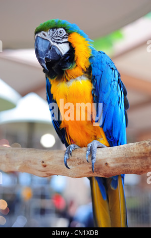 Papagei in Miami in schönen Farben Stockfoto