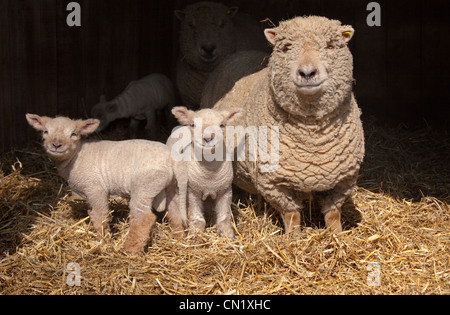 Southdown Ewe und Lämmer in Lämmer Schuppen Stockfoto