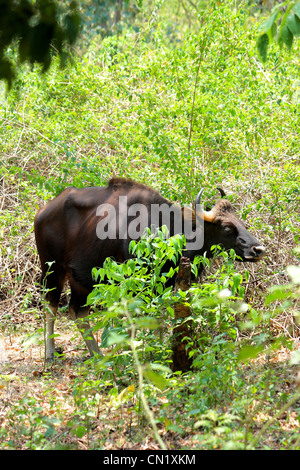 Gaur, (Bos Gaurus), indische bison Stockfoto