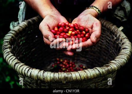 Ein Bauer zeigt Kaffeebeeren aus einem Korb Stockfoto