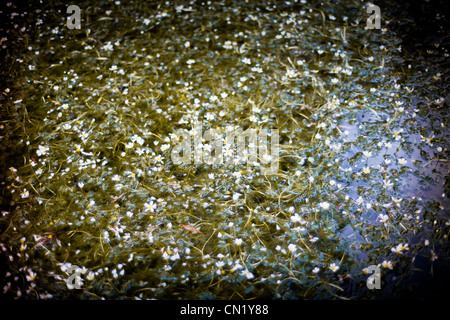 Kleine weiße Blumen auf der Oberfläche des Wassers Stockfoto