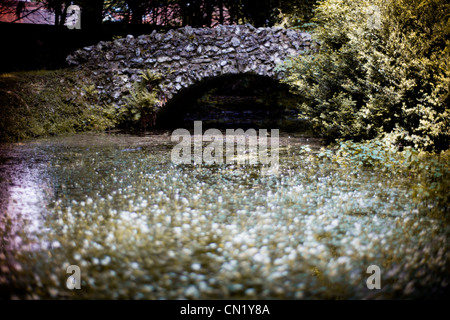 Kleine weiße Blumen auf der Oberfläche des Wassers neben einer steinernen Brücke Stockfoto