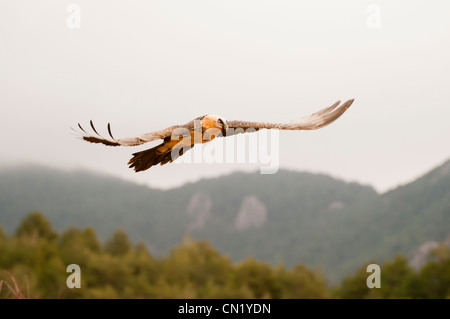 Halbwüchsige Lagermeier (sollten Barbatus) fliegen einen fressenden Vogel Futterstation, Spanien Stockfoto