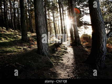 Pfad im Wald mit Sonnenlicht Stockfoto