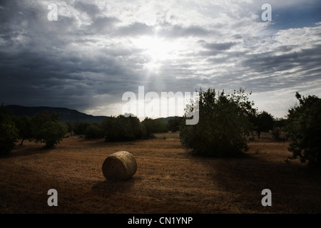 Heuballen im Feld, Mallorca, Spanien Stockfoto