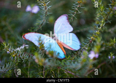 Ein Schmetterling landet auf einer Anlage mit seine Flügel ausbreiten Stockfoto