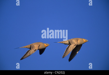 Gefleckte Sandgrouse (Pterocles Senegallus) männlich und weiblich in Flug-Sinai-Ägypten Stockfoto