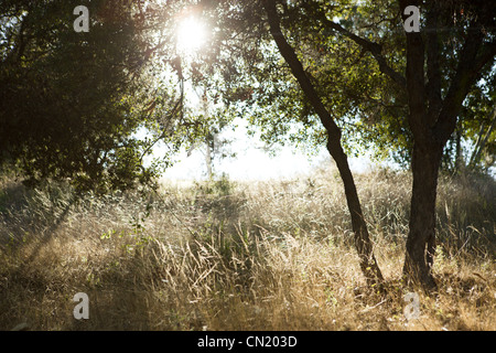 Sonne durch die Bäume von einem offenen, grasbewachsenen Feld Stockfoto